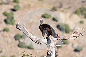 Iberian imperial eagle